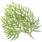 exrait de cedre blanc