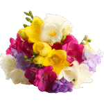 accord floral transparent