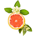 fleur de pamplemousse