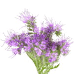 heliotrope