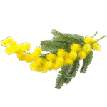 fleur d'arbre a soie