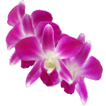 orchidee
