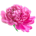 pivoine