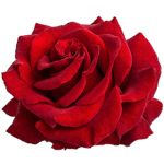 rose de turquie