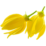 ylang ylang