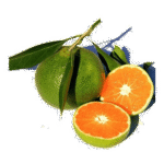 mandarine verte