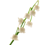 Muguet