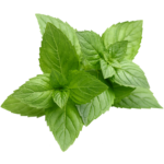 Menthe épicée