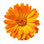 Calendula