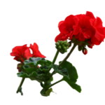 Pélargonium
