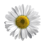Marguerite