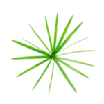 Cypriol (Nagarmotha)