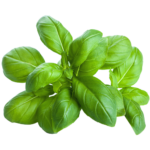 Basilic