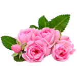 rose bulgare
