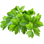 coriandre