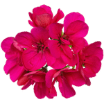 geranium