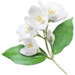 jasmine