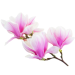 magnolia