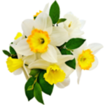 narcisse