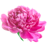 pivoine