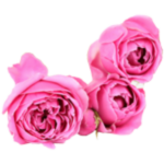 rose de mai