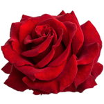 rose de turquie
