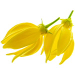 ylang ylang